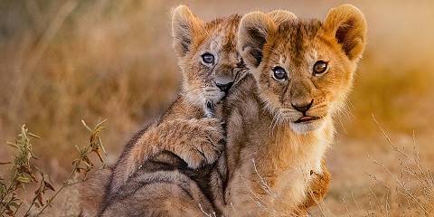 5-Day Tarangire, Serengeti 2Nights, Ngorongoro & Manyara