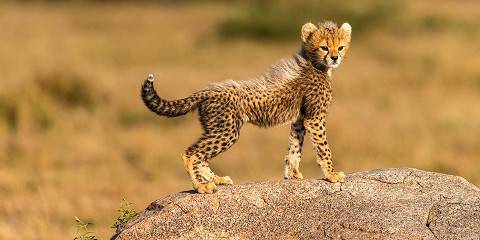 3-Day Calving Season Safari(Late Dec-Early March)