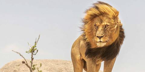 6-Day The Best of Wildlife Tanzania Safari