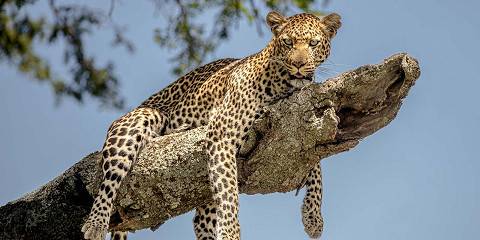 Tarangire, Serengeti, Crater & Kilimanjaro Day Hik