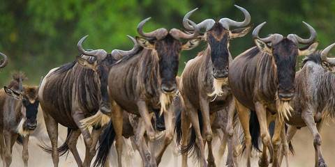 7-Day Private Ndutu Calving Ultimate Safari