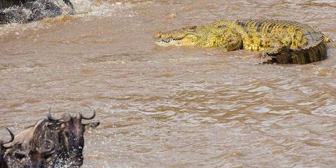 5-Day Tarangire, Serengeti NP& Ngorongoro Crater Tour
