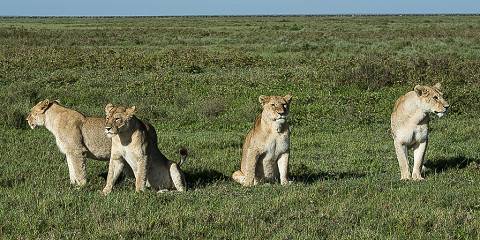 7-Day Tanzania Big 5 Safari-Serengeti & Crater