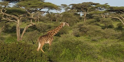3-Day Best Luxury Safari Tarangire, Ngorongoro & Manyara