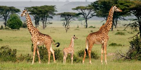 2-Day Mikumi Safari Adventure; Tanzania Hidden Gem