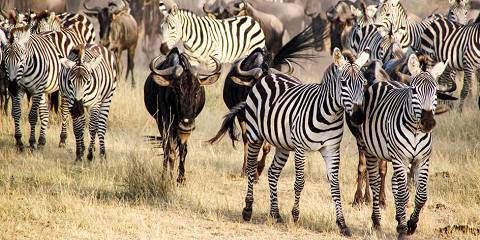 8-Day Tanzania Safari Guided Game Drive Tour
