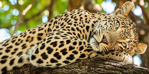 5-Day Incredible Tanzania Lodge Safari