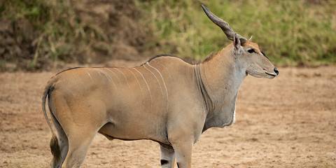 4-Day Zanzibar Fly-in Arusha to Ndutu Safari (Dec-March)