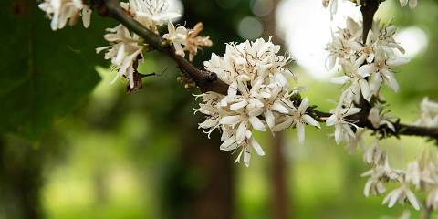 Materuni Waterfalls, Coffee Tour & Chemka Springs