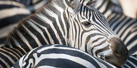 4-Day Luxury Safari All Inclusive Northern Circuit