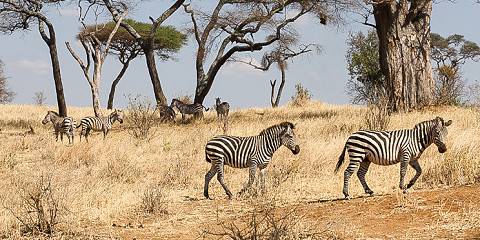 5-Day Best Serengeti, Ngorongoro, Tarangire & Manayara