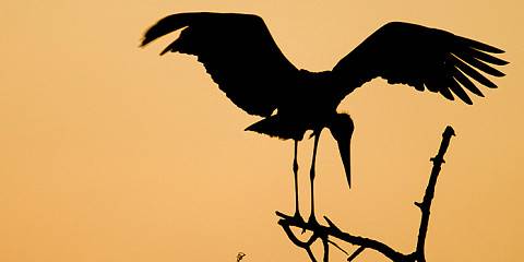 | Premium Luxury Endless Plains (Serengeti) Safari
