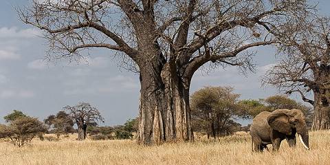 Comfort Serengeti Safari Experience