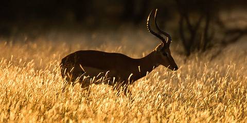 3-Day Luxury Safari to Serengeti and Ngorongoro Crater
