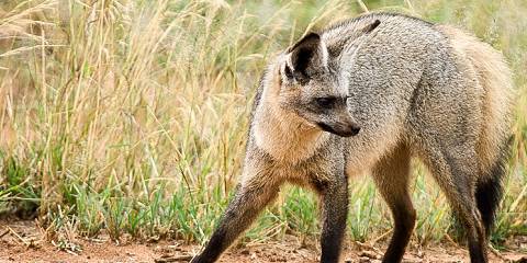 2-Day Royal Safari Tarangire and Ngorongoro