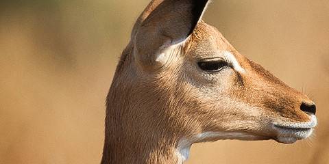 Mid-Range Tarangire & Ngorongoro Crater