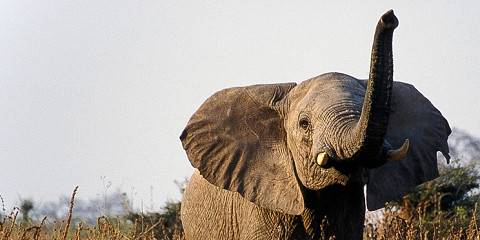 Safari to Tarangire, Serengeti & Ngorongoro