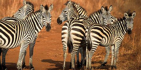 7-Day Materuni Waterfalls & Northern Tanzania Wildlife
