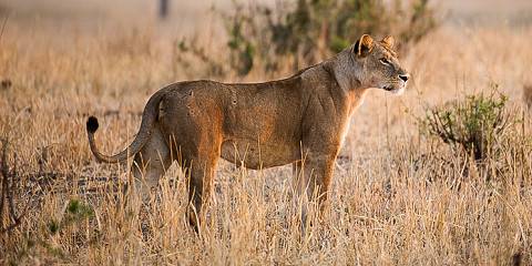 3-Day Tarangire & Ngorongoro Safari Materuni Waterfalls