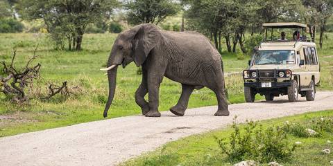 1-Day Daydream Journey to Mikumi National Park by Sgr