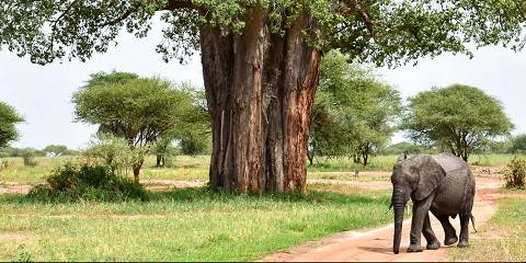5-Day Wildlife Safari and Tanzanite Mining Experience