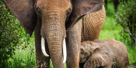 6-Day Big Five Nothern Circuit Safari
