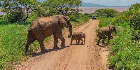 3-Day Safari Getaway with Hot Balloon for Honeymooners