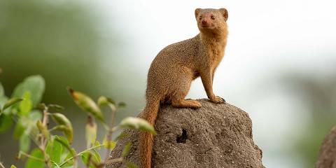 6-Day Marvelous Wildlife Safari plus Kili Excursion