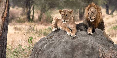 10-Day Affordable from Nairobi to Serengeti with Zanzibar