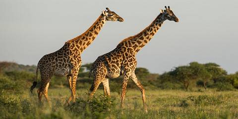 Comfort Wildlife Safari