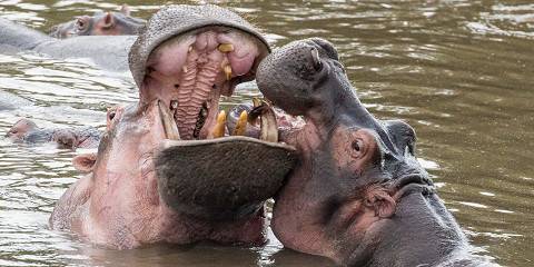 3-Day Comfort Safari Tarangire Park & Ngorongoro Crater