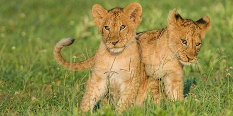 4-Day Fly in-out Manyara Ngorongoro & Southern Serengeti