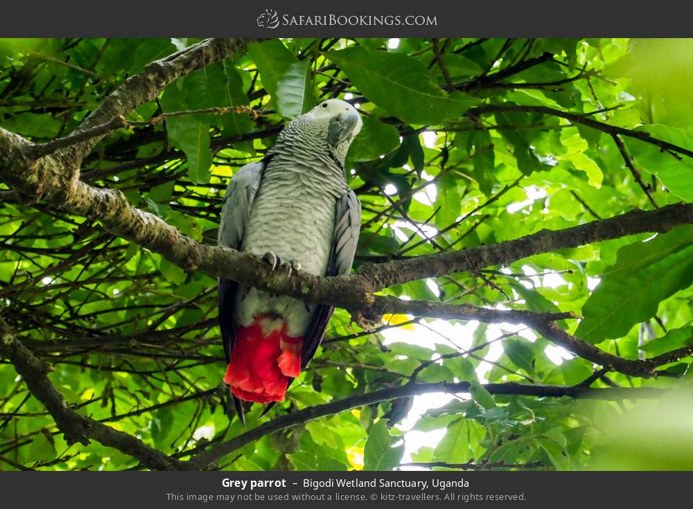 African grey parrot in Bigodi Wetland Sanctuary, Uganda