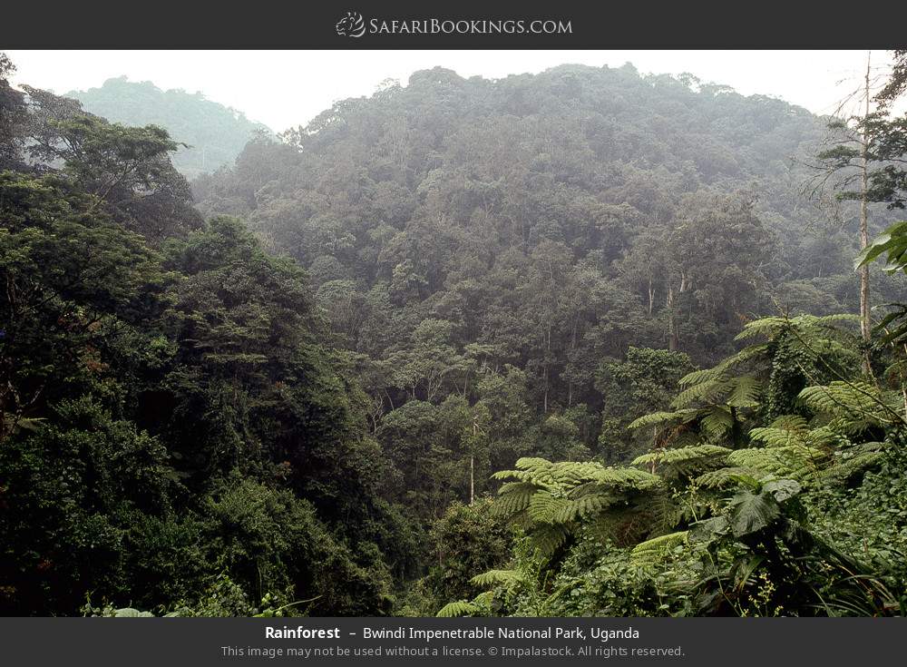 Rainforest in Bwindi Impenetrable National Park, Uganda