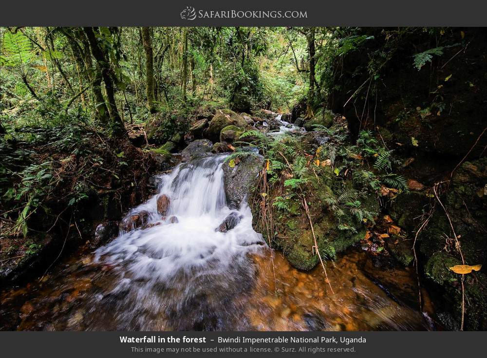 Waterfall in the forest in Bwindi Impenetrable National Park, Uganda