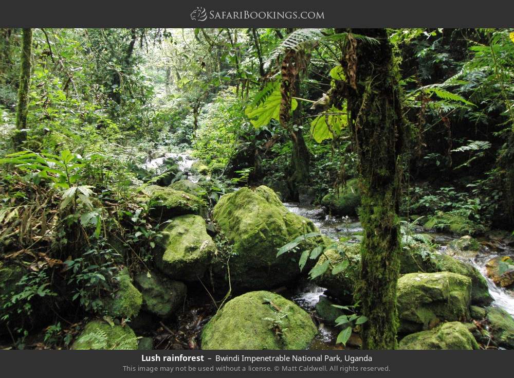 Lush rainforest in Bwindi Impenetrable National Park, Uganda