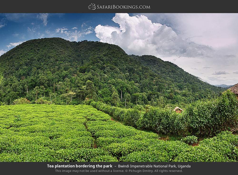 Tea plantation bordering the park in Bwindi Impenetrable National Park, Uganda