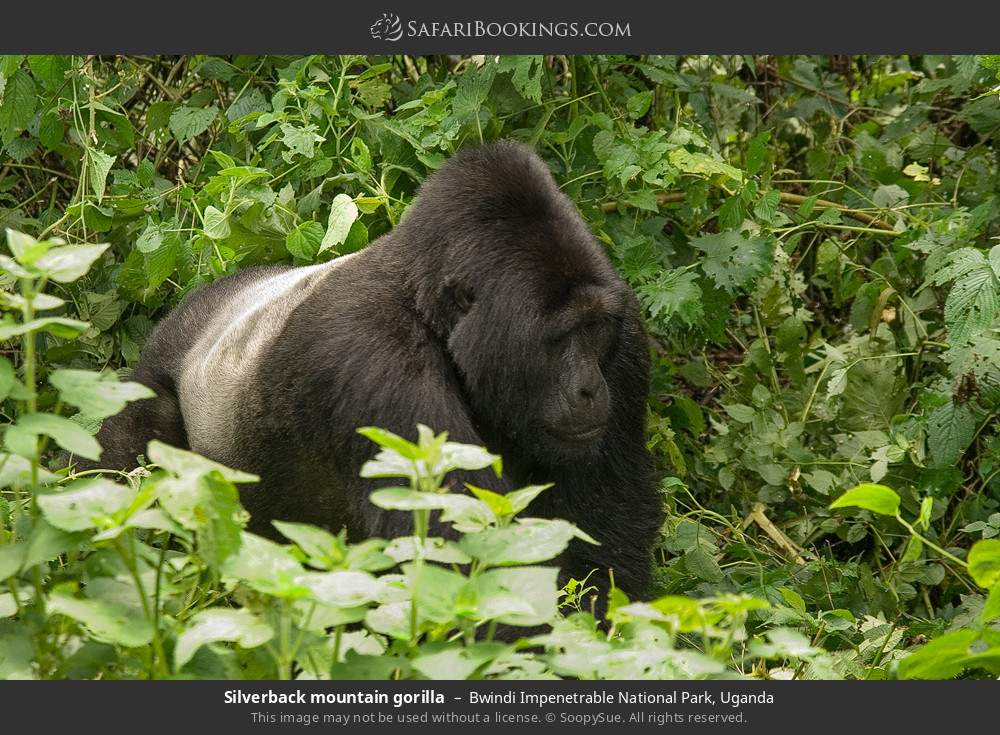 Silverback mountain gorilla in Bwindi Impenetrable National Park, Uganda