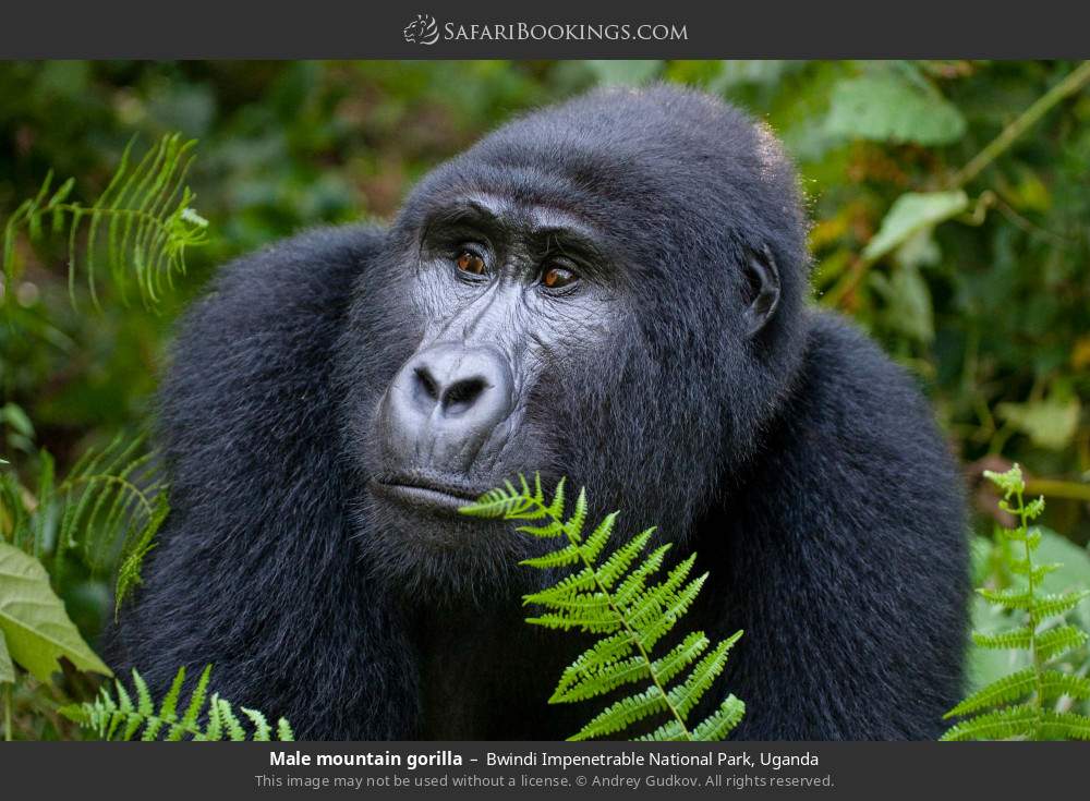 Male mountain gorilla in Bwindi Impenetrable National Park, Uganda