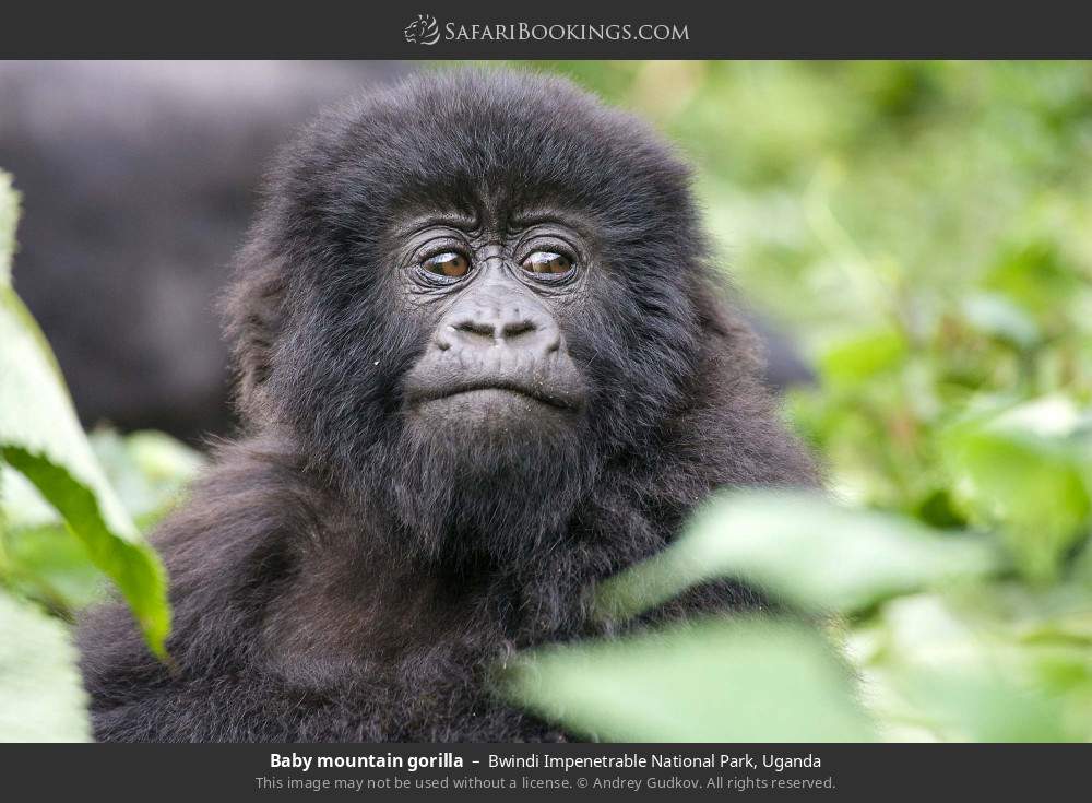 Baby mountain gorilla in Bwindi Impenetrable National Park, Uganda
