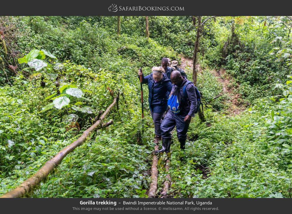 Gorilla trekking in Bwindi Impenetrable National Park, Uganda