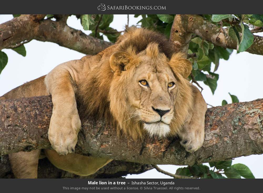 Male lion in a tree in Ishasha Sector, Uganda