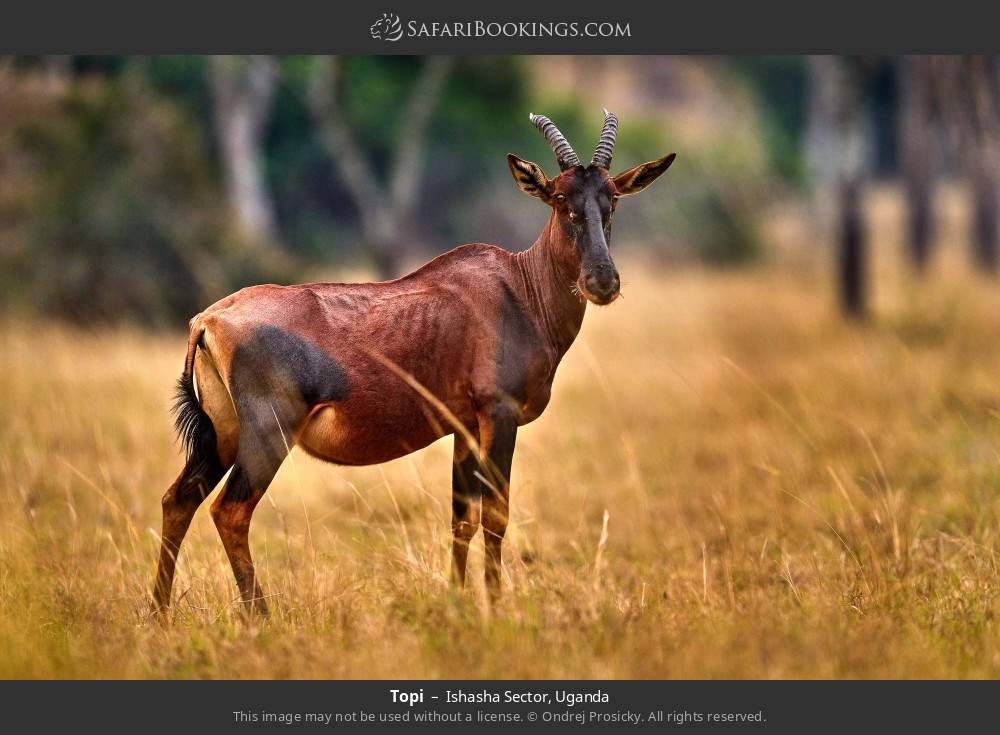 Topi in Ishasha Sector, Uganda