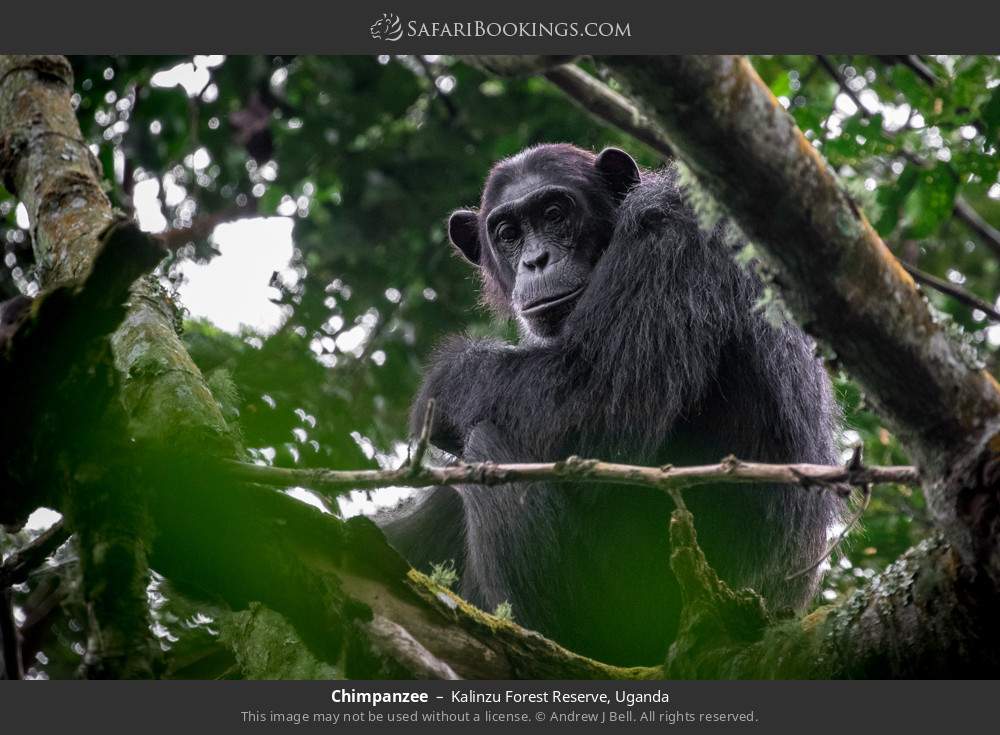 Chimpanzee in Kalinzu Forest Reserve, Uganda