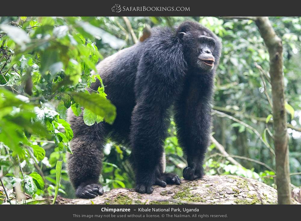 Chimpanzee in Kibale National Park, Uganda