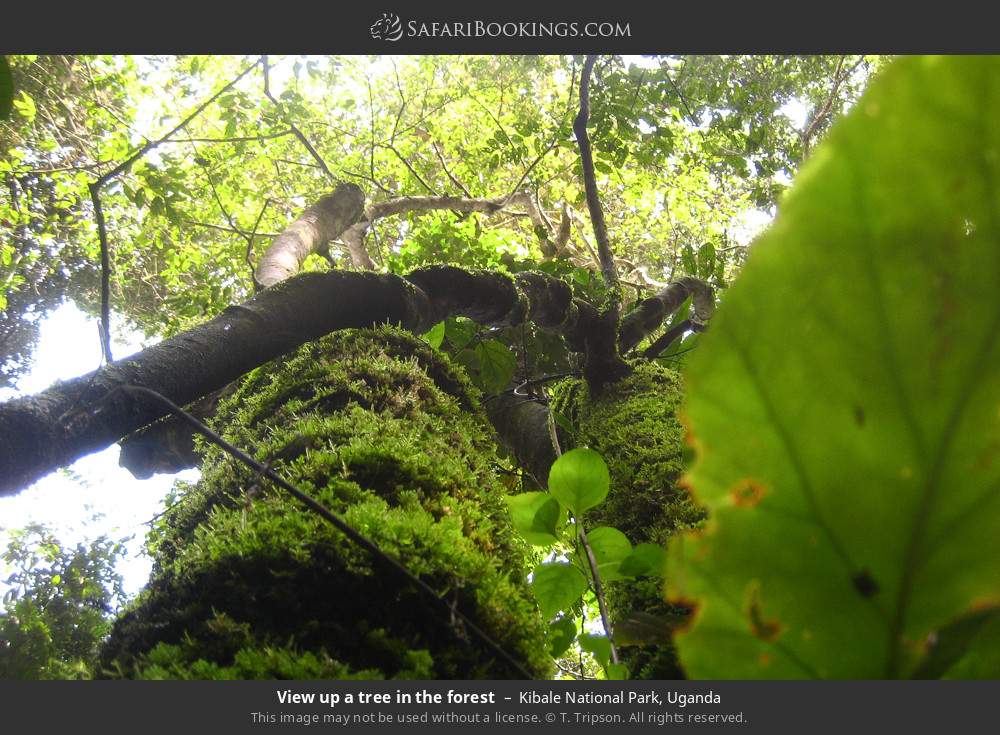 View up a tree in the forest in Kibale National Park, Uganda