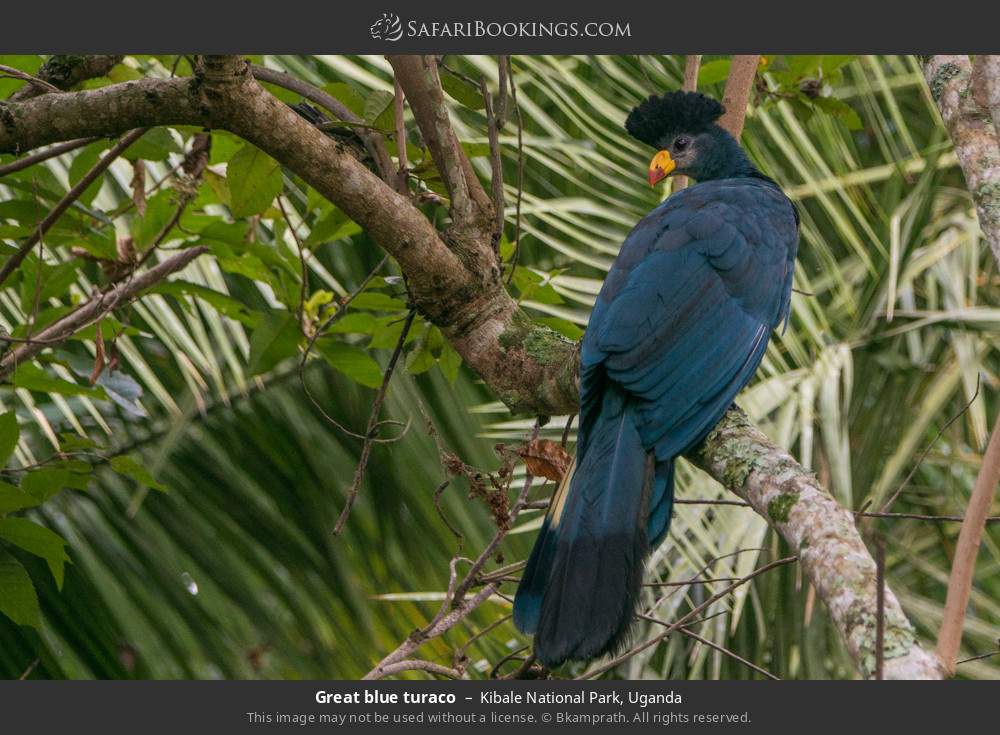 Great blue turaco in Kibale National Park, Uganda