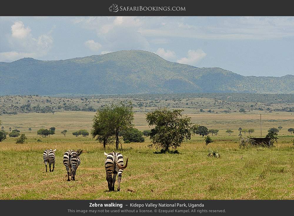 Zebras walking in Kidepo Valley National Park, Uganda