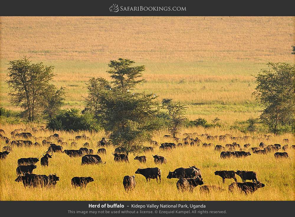 Herd of buffalo in Kidepo Valley National Park, Uganda