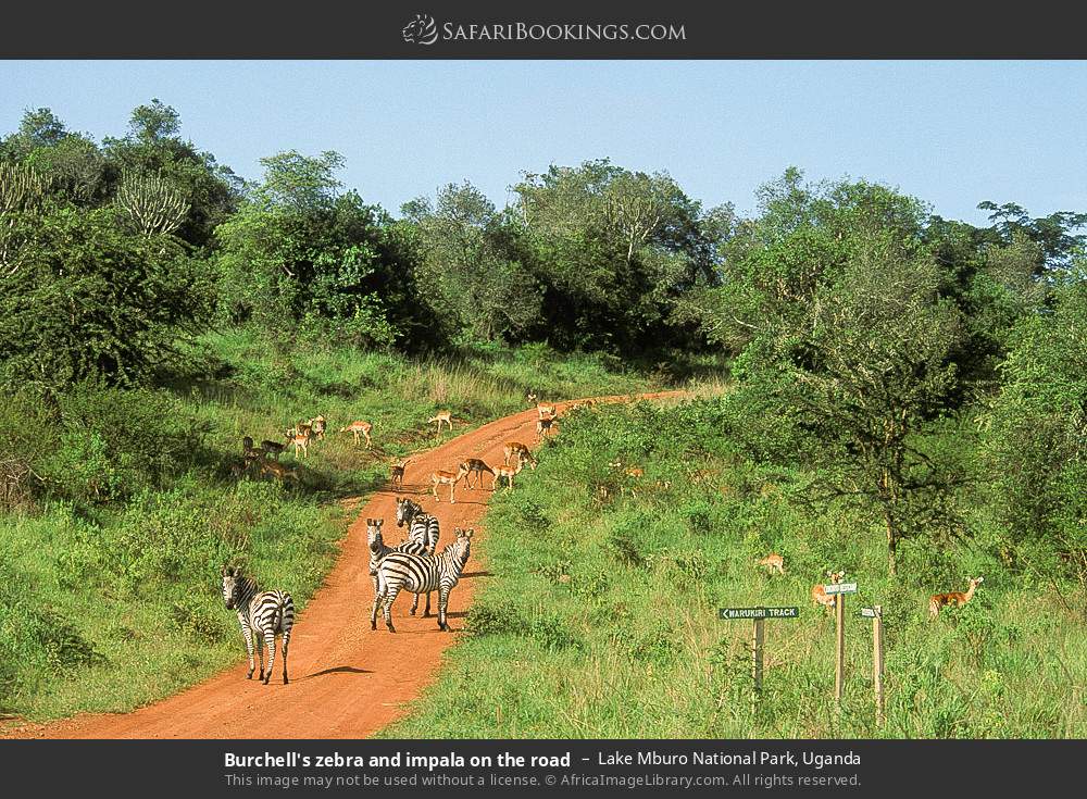 Plains zebras and impalas on the road in Lake Mburo National Park, Uganda